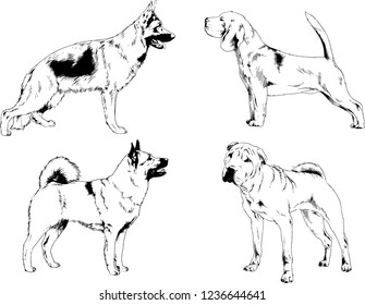vector drawings sketches pedigree dogs in the racks drawn in ink by hand , objects with no background