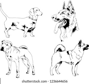 vector drawings sketches pedigree dogs in the racks drawn in ink by hand , objects with no background