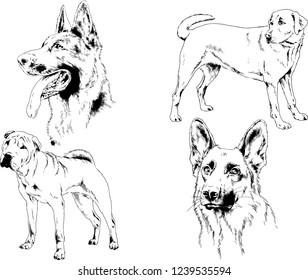 vector drawings sketches pedigree dogs in the racks drawn in ink by hand , objects with no background