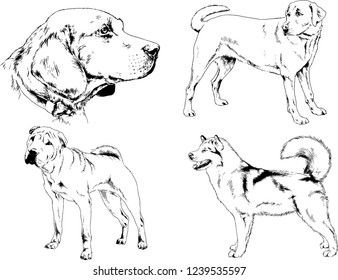 vector drawings sketches pedigree dogs in the racks drawn in ink by hand , objects with no background