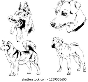 vector drawings sketches pedigree dogs in the racks drawn in ink by hand , objects with no background