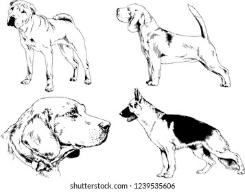 vector drawings sketches pedigree dogs in the racks drawn in ink by hand , objects with no background