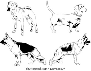 vector drawings sketches pedigree dogs in the racks drawn in ink by hand , objects with no background