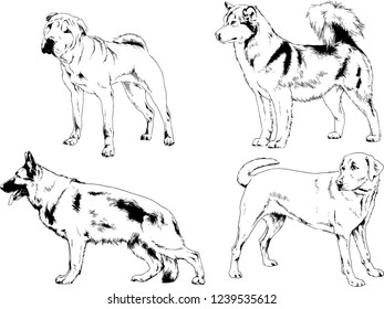 vector drawings sketches pedigree dogs in the racks drawn in ink by hand , objects with no background