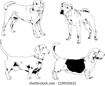 vector drawings sketches pedigree dogs in the racks drawn in ink by hand , objects with no background