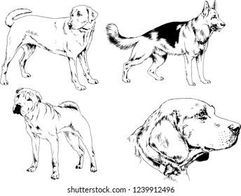vector drawings sketches pedigree dogs in the racks drawn in ink by hand , objects with no background