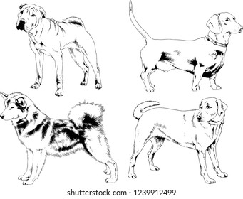 vector drawings sketches pedigree dogs in the racks drawn in ink by hand , objects with no background
