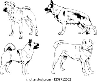 vector drawings sketches pedigree dogs in the racks drawn in ink by hand , objects with no background