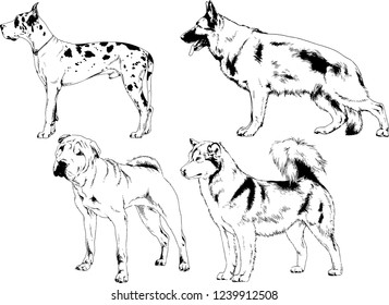 vector drawings sketches pedigree dogs in the racks drawn in ink by hand , objects with no background