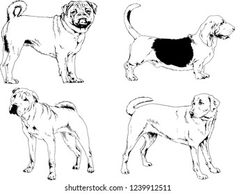 vector drawings sketches pedigree dogs in the racks drawn in ink by hand , objects with no background