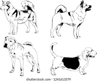 vector drawings sketches pedigree dogs in the racks drawn in ink by hand , objects with no background