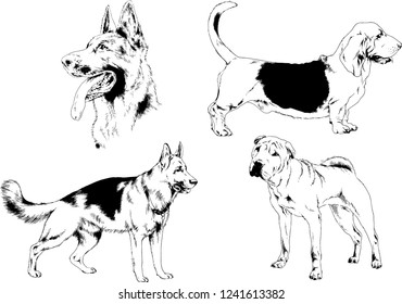 vector drawings sketches pedigree dogs in the racks drawn in ink by hand , objects with no background