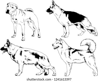 vector drawings sketches pedigree dogs in the racks drawn in ink by hand , objects with no background