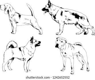 vector drawings sketches pedigree dogs in the racks drawn in ink by hand , objects with no background