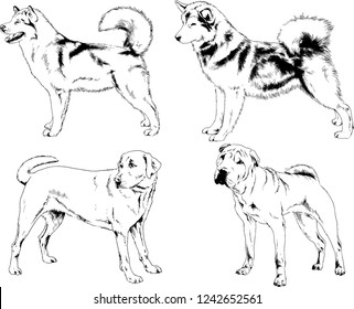 vector drawings sketches pedigree dogs in the racks drawn in ink by hand , objects with no background