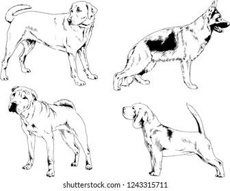 vector drawings sketches pedigree dogs in the racks drawn in ink by hand , objects with no background
