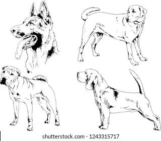 vector drawings sketches pedigree dogs in the racks drawn in ink by hand , objects with no background