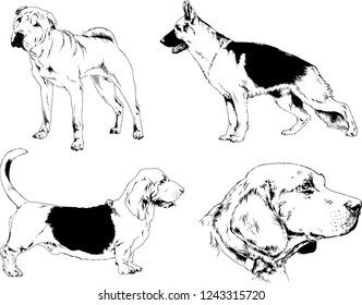 vector drawings sketches pedigree dogs in the racks drawn in ink by hand , objects with no background