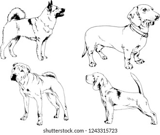 vector drawings sketches pedigree dogs in the racks drawn in ink by hand , objects with no background