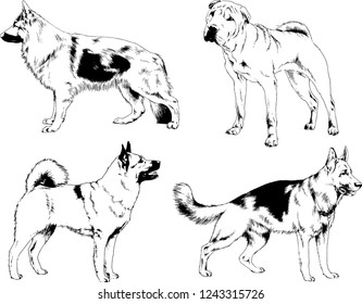 vector drawings sketches pedigree dogs in the racks drawn in ink by hand , objects with no background