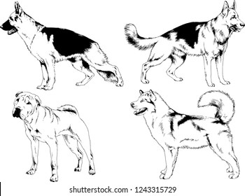vector drawings sketches pedigree dogs in the racks drawn in ink by hand , objects with no background