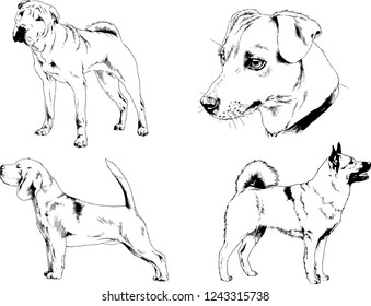 vector drawings sketches pedigree dogs in the racks drawn in ink by hand , objects with no background