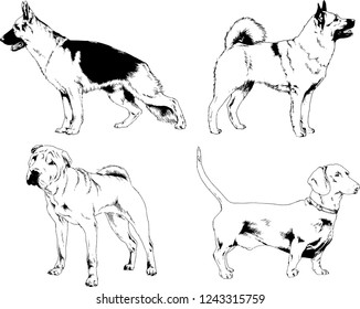 vector drawings sketches pedigree dogs in the racks drawn in ink by hand , objects with no background