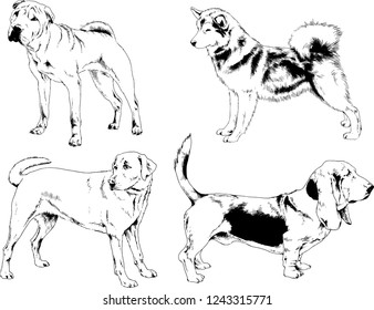 vector drawings sketches pedigree dogs in the racks drawn in ink by hand , objects with no background