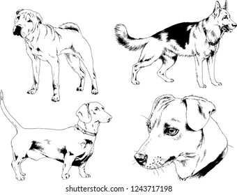 vector drawings sketches pedigree dogs in the racks drawn in ink by hand , objects with no background