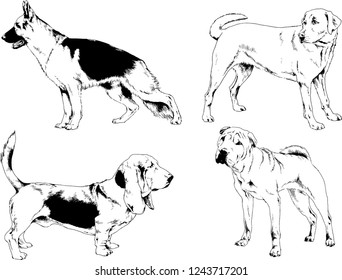 vector drawings sketches pedigree dogs in the racks drawn in ink by hand , objects with no background