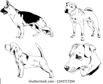 vector drawings sketches pedigree dogs in the racks drawn in ink by hand , objects with no background