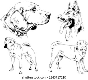 vector drawings sketches pedigree dogs in the racks drawn in ink by hand , objects with no background