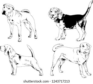 vector drawings sketches pedigree dogs in the racks drawn in ink by hand , objects with no background