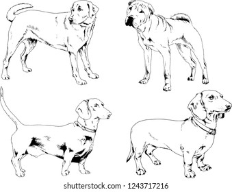 vector drawings sketches pedigree dogs in the racks drawn in ink by hand , objects with no background
