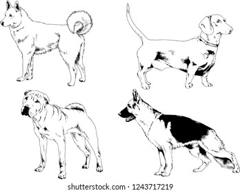 vector drawings sketches pedigree dogs in the racks drawn in ink by hand , objects with no background
