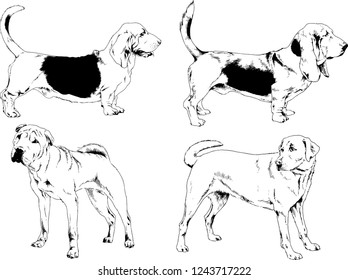 vector drawings sketches pedigree dogs in the racks drawn in ink by hand , objects with no background