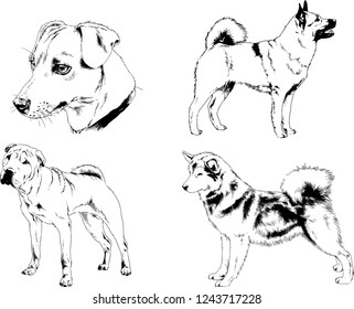 vector drawings sketches pedigree dogs in the racks drawn in ink by hand , objects with no background