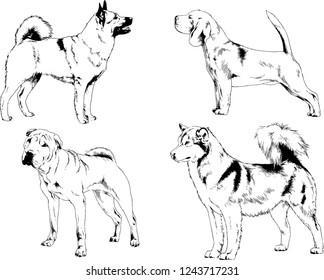 vector drawings sketches pedigree dogs in the racks drawn in ink by hand , objects with no background