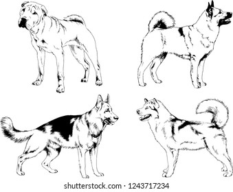 vector drawings sketches pedigree dogs in the racks drawn in ink by hand , objects with no background