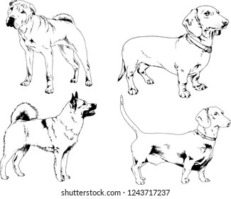 vector drawings sketches pedigree dogs in the racks drawn in ink by hand , objects with no background