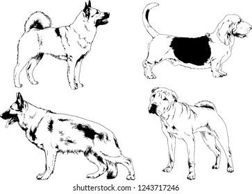 vector drawings sketches pedigree dogs in the racks drawn in ink by hand , objects with no background