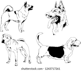 vector drawings sketches pedigree dogs in the racks drawn in ink by hand , objects with no background