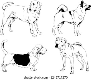 vector drawings sketches pedigree dogs in the racks drawn in ink by hand , objects with no background