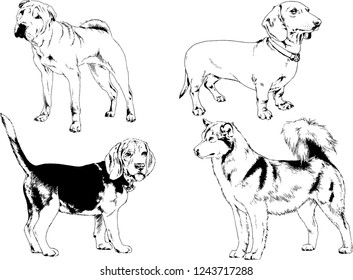 vector drawings sketches pedigree dogs in the racks drawn in ink by hand , objects with no background