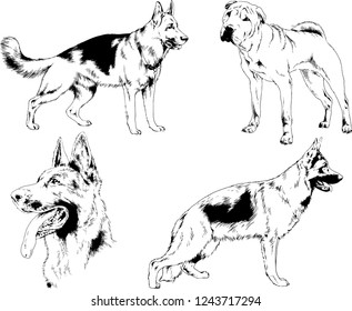 vector drawings sketches pedigree dogs in the racks drawn in ink by hand , objects with no background