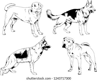 vector drawings sketches pedigree dogs in the racks drawn in ink by hand , objects with no background