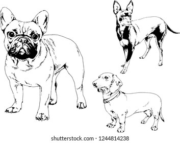 vector drawings sketches pedigree dogs in the racks drawn in ink by hand , objects with no background