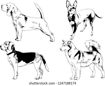 vector drawings sketches pedigree dogs drawn in ink by hand , objects with no background