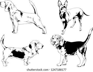 vector drawings sketches pedigree dogs   drawn in ink by hand , objects with no background