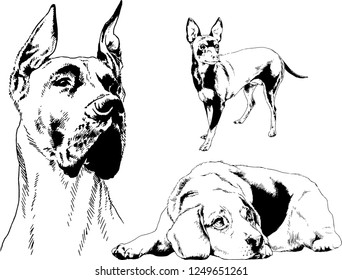 vector drawings sketches pedigree dogs in the racks drawn in ink by hand , objects with no background